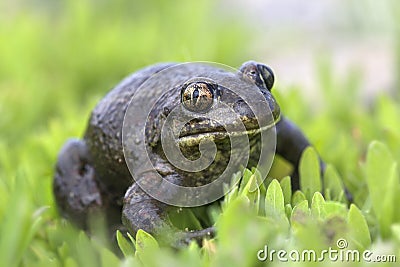 Spade foot toad - Pelobates fuscus Stock Photo