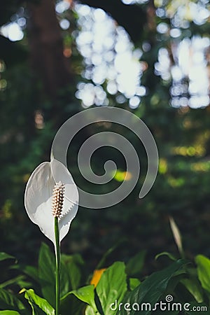 Spadix flower Stock Photo