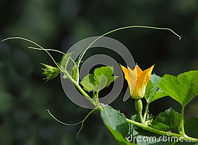 Spaghetti squash Flower Stock Photo