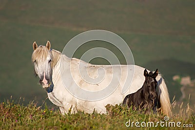 Spain, Asturias.Side view of pure white horse mare with grey black two weeks old foal looking at camera in a green valley. Stock Photo