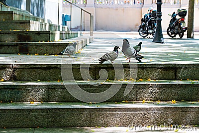 Spain, Barcelona - May 30 2022: Close-up of gray doves on the steps in front of the building Community Medical Center CAP Casc Editorial Stock Photo