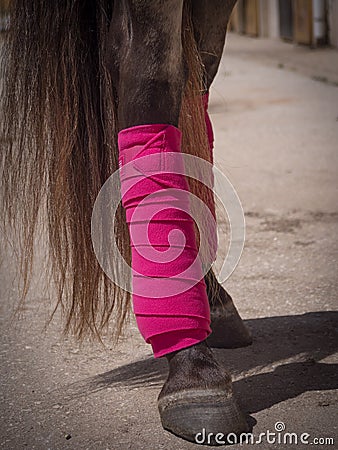 Spain. Detail Bare foot horse with pink polo wraps around his legs. Stock Photo