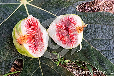 In Spain and Italy, figs are a healthy and energetic dessert Stock Photo