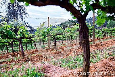 The Spain region wine producing, vine fields Stock Photo