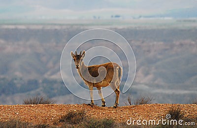 Spain- Wildife- Close Up of a Young Wild Iberian Ibex Standing on the Edge of a Cliff Stock Photo