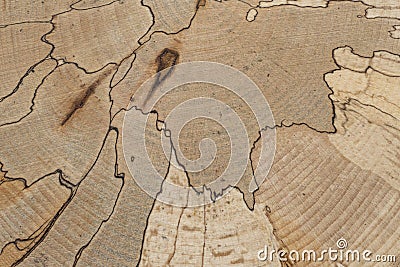 Spalted beech. Tree internal structure of a beech tree trunk with distinct black lines created during the spalting process Stock Photo