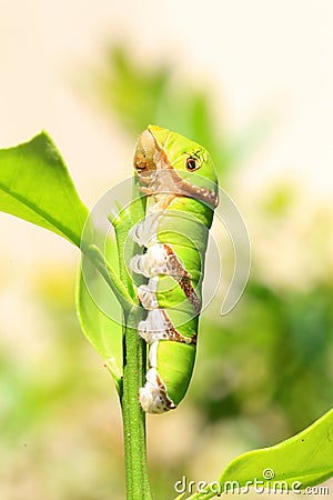 Spangle butterfly Stock Photo