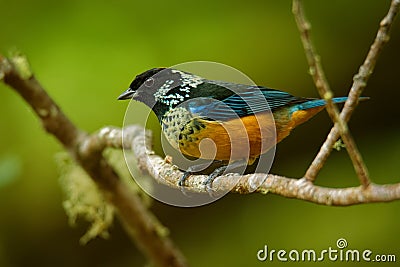 Spangle-cheeked Tanager - Tangara dowii passerine bird, endemic resident breeder in the highlands of Costa Rica and Panama Stock Photo