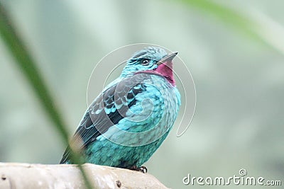 Spangled Cotinga bird Stock Photo