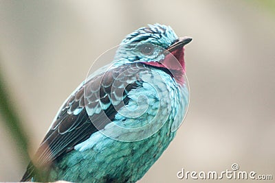 Spangled Cotinga bird Stock Photo