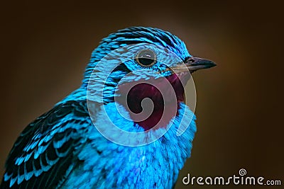 Spangled Cotinga, Cotinga cayana, detail portrait of exotic rare tropic bird in the nature habitat, dark green forest, Amazon, Bra Stock Photo