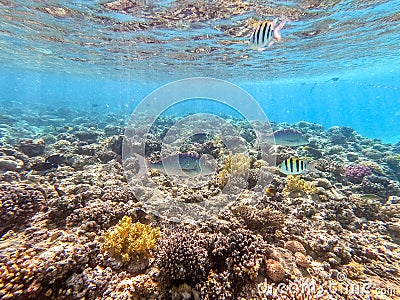 Spangled Emperor fish (Lethrinus Nebulosus) on his coral reef in the Red Sea, Egypt Stock Photo