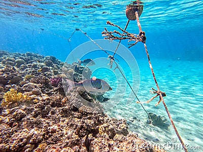 Spangled Emperor fish (Lethrinus Nebulosus) on his coral reef in the Red Sea, Egypt Stock Photo