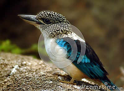 Spangled Kookaburra Kingfisher, South New Guinea Stock Photo