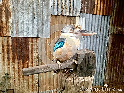 Aru Giant Kingfisher Stock Photo