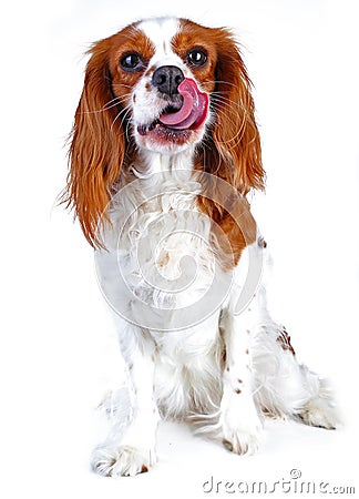 Spaniel dog puppy on white. Funny and cute cavalier king charles spaniel dog puppy on isolated white studio background Stock Photo