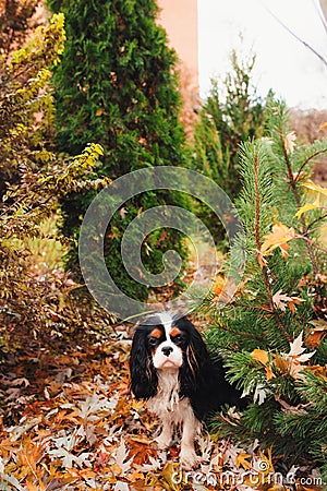 Spaniel dog sitting under marple tree on the ground full of dried leaves Stock Photo