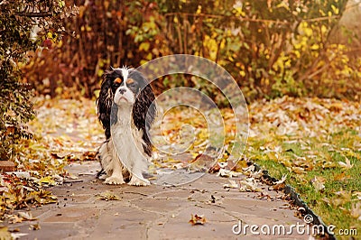 spaniel dog sitting under marple tree on the ground full of dried leaves Stock Photo