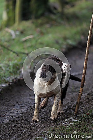 Spaniel working dog Stock Photo