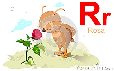 Spanish alphabet abc letter r rose translation rosa. Owl inhale scent of flower Vector Illustration