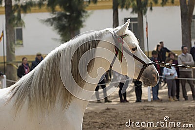 Beautiful hispano arabian stallion in Jerez Editorial Stock Photo