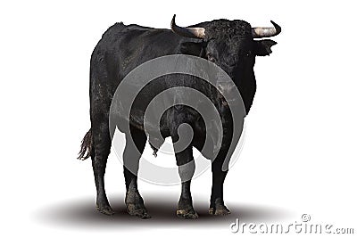 Spanish black bull Stock Photo