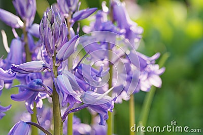 Spanish bluebells (Hyacinthoides hispanica) in the morning sun. Stock Photo