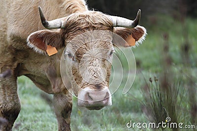 Spanish brown alpine cow Stock Photo