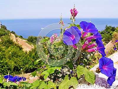 Spanish colorful view at landscape of Banyalbufar village with flowering Ipomoea purpurea summer violet blue flower Stock Photo