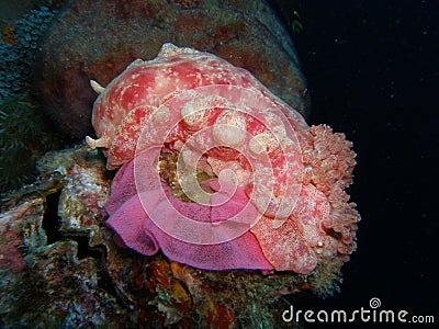 Spanish Dancer Laying Eggs Stock Photo