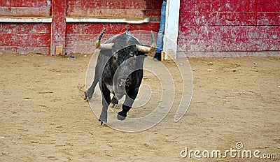 Spanish fighting bull Stock Photo