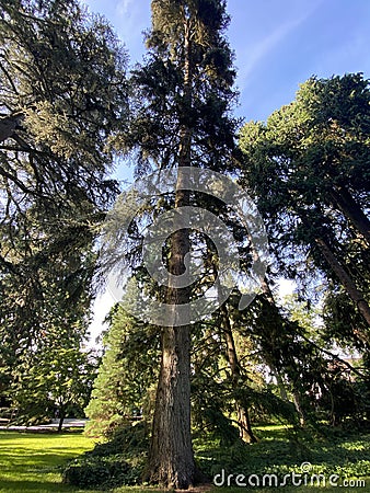 Spanish fir / Abies pinsapo / Die Spanische Tanne, Igel-Tanne oder Pinsapo-Tanne ili Å panjolska jela, Mainau - Constance, Germany Stock Photo