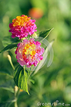 Spanish Flag (Lantana) Stock Photo