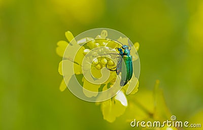 The Spanish fly (Lytta vesicatoria) Stock Photo