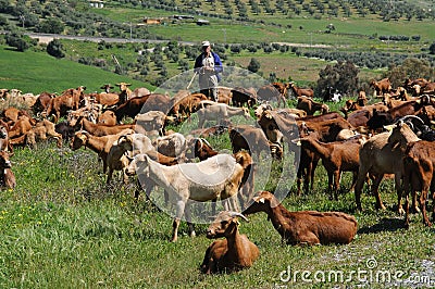 Spanish goatherd, Alora, Spain. Editorial Stock Photo