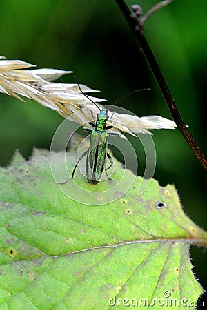 Spanish green fly in nature Stock Photo
