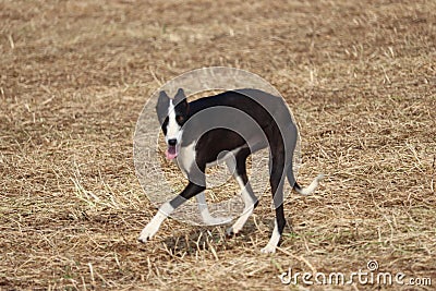 Spanish greyhound dog race hare hunting speed delivers passion Stock Photo