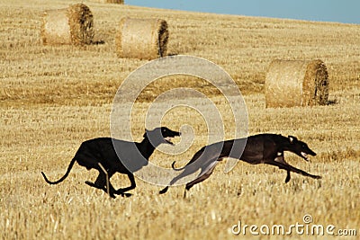 Spanish greyhound in mechanical hare race in the countryside Stock Photo