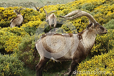 Spanish ibex grazing on yellow broom Stock Photo