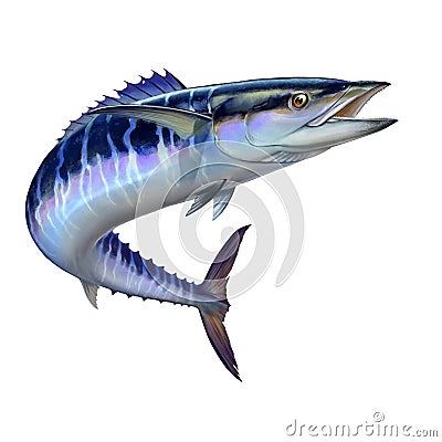 Spanish Mackerel wahoo dark blue fish big fish on white realistic illustration isolate Cartoon Illustration