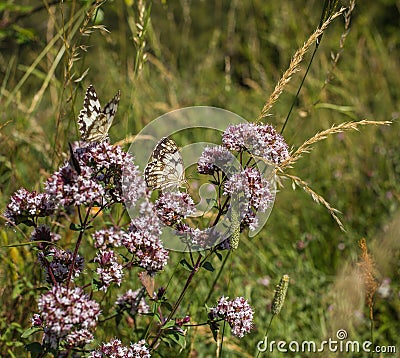 Spanish Marbled White Butterfly Stock Photo