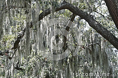 Spanish Moss Stock Photo