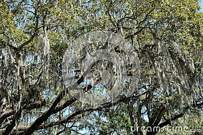 Spanish Moss Adorning Southern Live Oak Trees Stock Photo