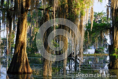 Spanish moss in the Bayou Stock Photo