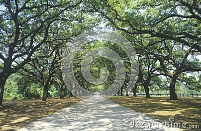 Spanish moss covered oak trees lining a plantation road, SC Stock Photo