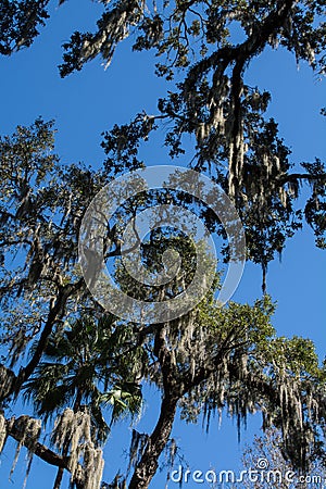 Spanish moss covered trees against bright blue sky Stock Photo