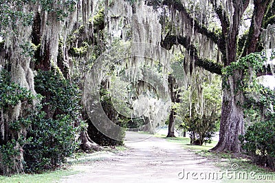 Spanish Moss Hanging from Trees along a Road Stock Photo