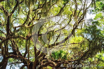 Spanish Moss hanging from an Oak Tree in Botany Bay Plantation Stock Photo