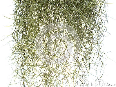 Spanish Moss Isolated Stock Photo