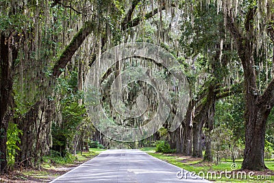 Spanish Moss and Live Oak Trees Stock Photo